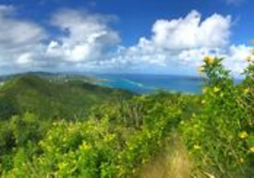 Wildlife Wonders of the Virgin Islands